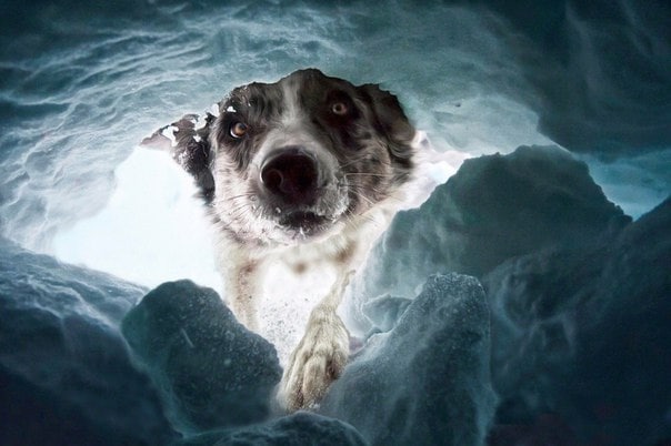 🐶 Perros de rescate: tu salvación ante avalanchas en Suiza