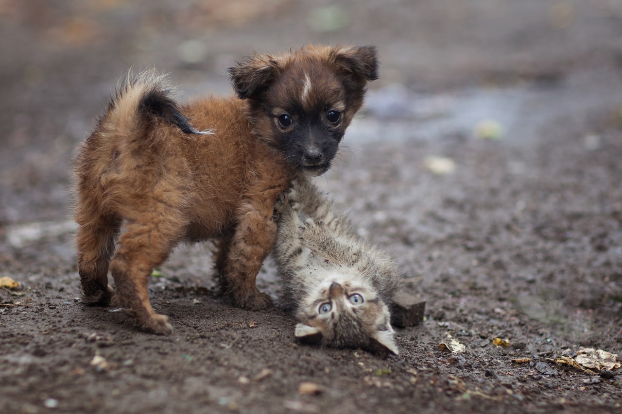 🐶 Abandonar a tu mascota en Italia: ¡cárcel o multa de 10.000 €!