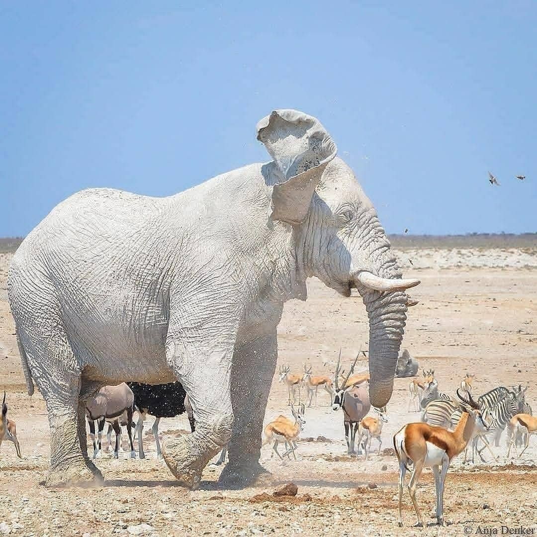 Elefante 'blanco' en Namibia: no es albino, solo un baño de barro