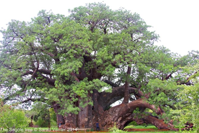 El Baobab Sagole: El Árbol Más Grueso de África y su Impresionante Historia