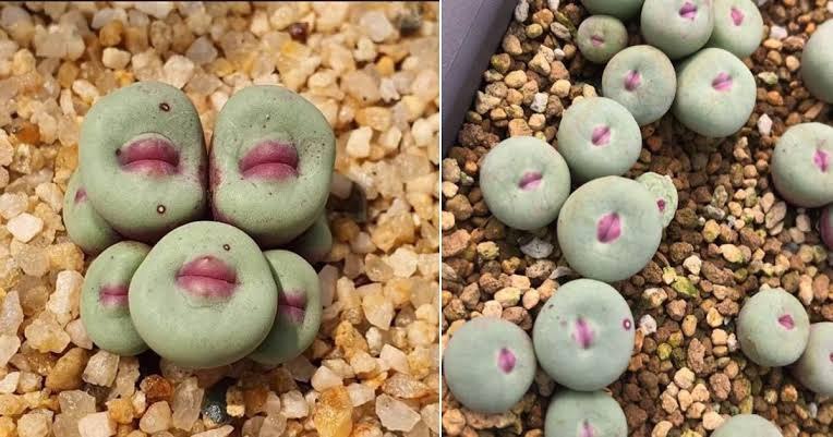 Descubre la Planta Labios (Conophytum pageae): Joya Suculenta de Sudáfrica