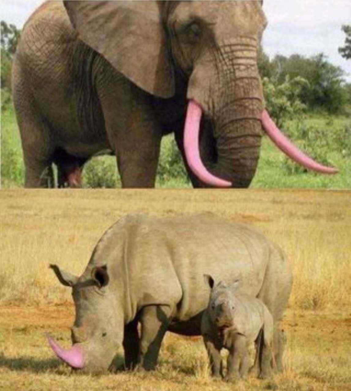Curiosamente: Pintar cuernos de animales para salvar sus vidas