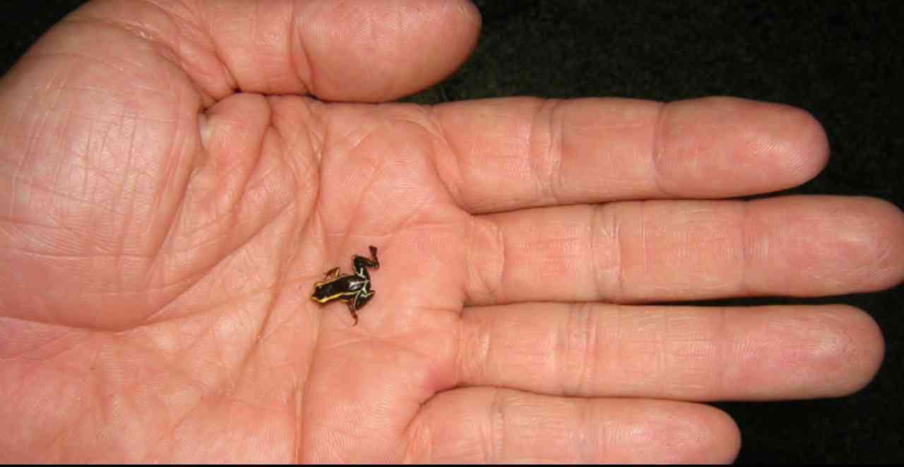😱 ¡Cuba alberga el anfibio más pequeño del mundo! La ranita Monte Iberia mide menos de 1 cm