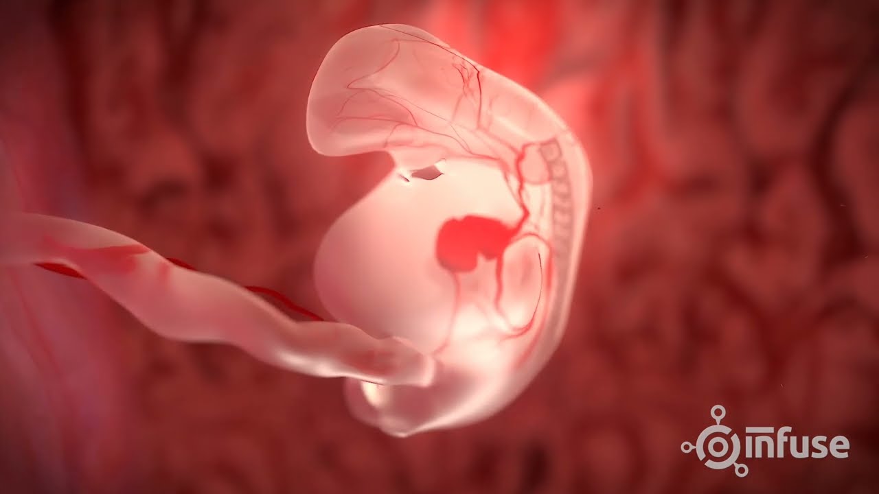 4 Steps To Trace Baby Growth Inside Womb