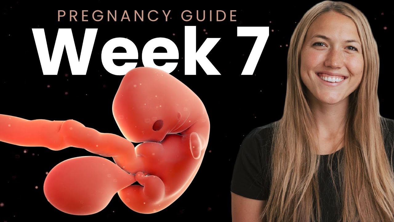7 Weeks Pregnancy