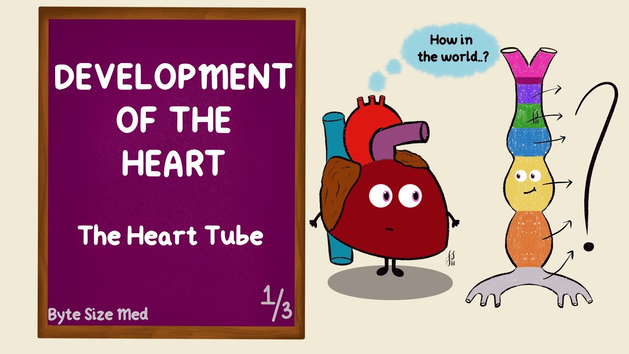 Heart Development In Fetus