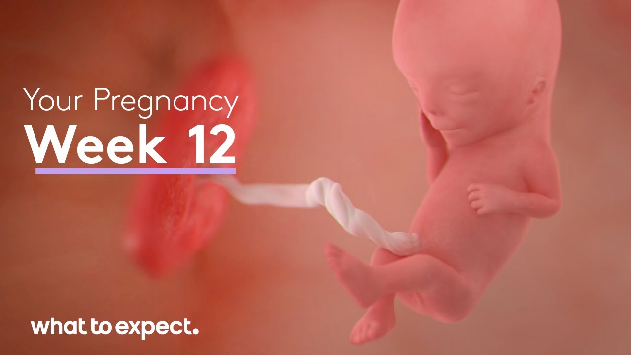 Month 3 Fetal development information & 12 weeks pregnant symptoms