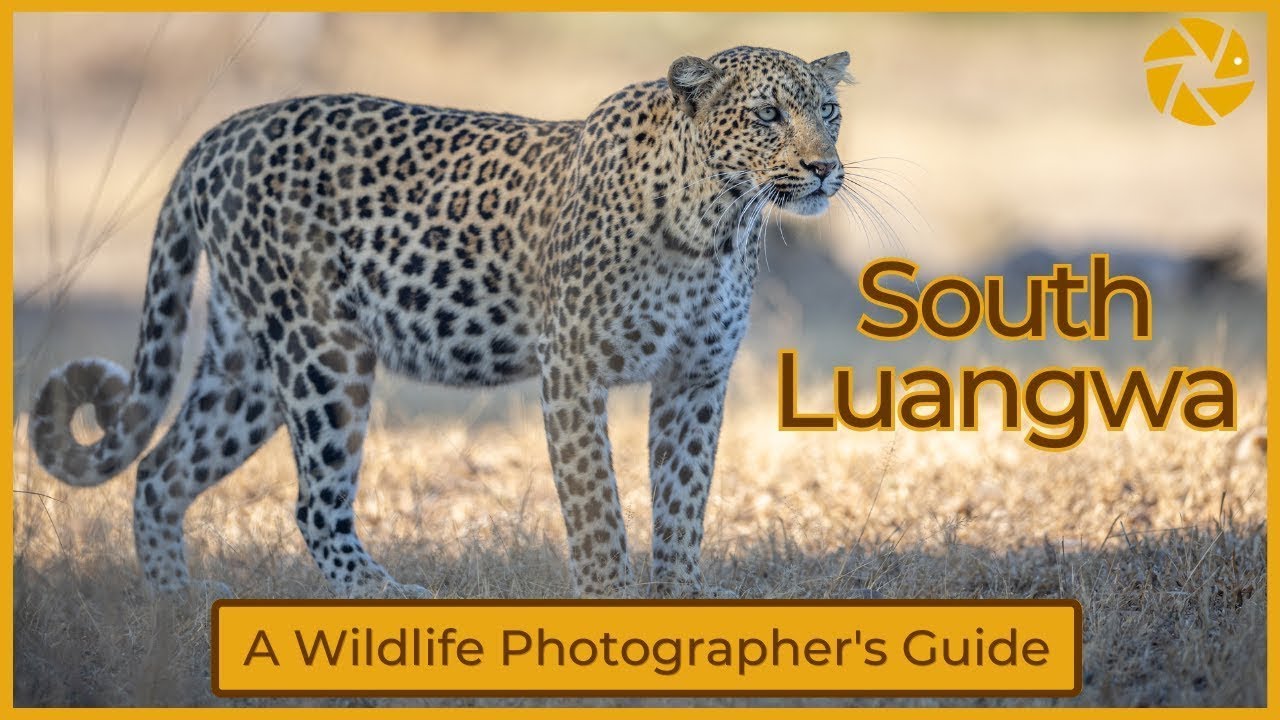 South Luangwa National Park , Zambia Safari