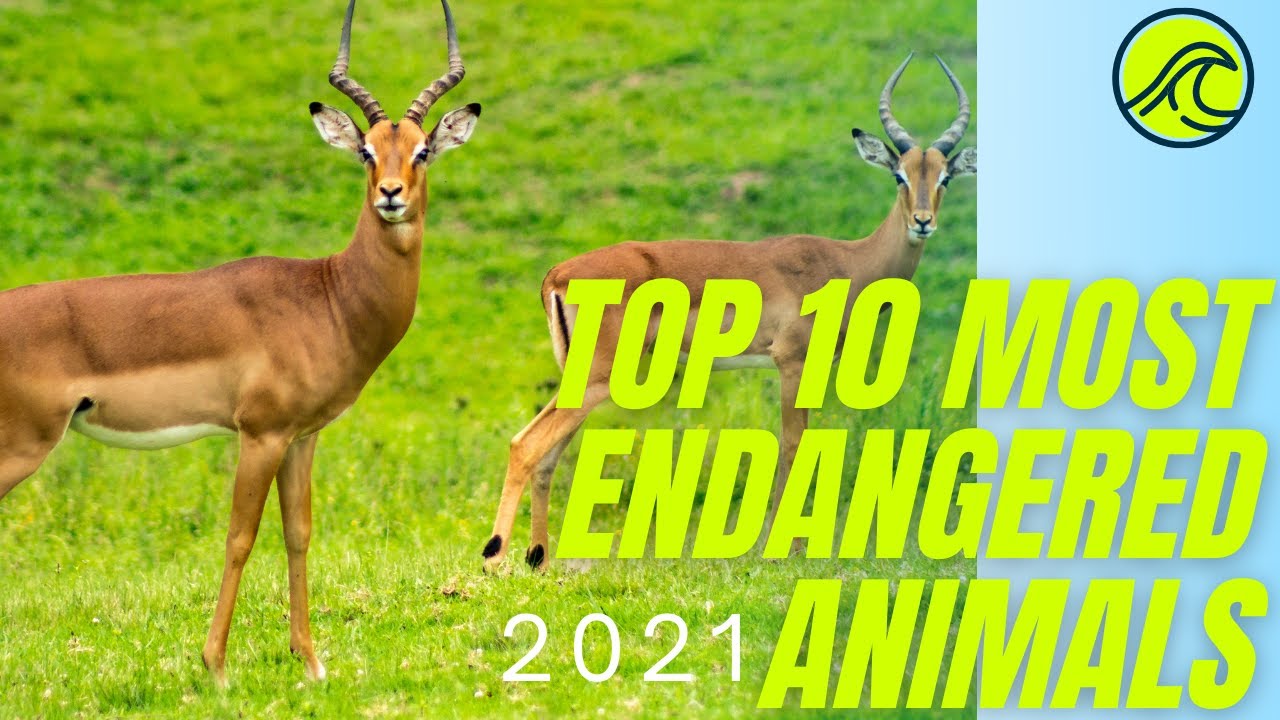 Top 8 Endangered Animal Of Africa
