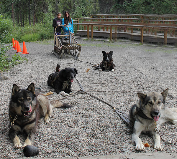 Trineos por Alaska.